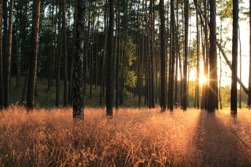 Zachód słońca w lesie sosnowym 