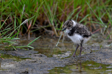 Kiebitz Küken // Chick of the Northern lapwing (Vanellus vanellus) 