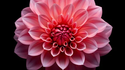 Poster Im Rahmen A single, perfect Diamond Dahlia bloom captured in glorious 8K resolution, showcasing the intricacies of its petal structure. © Anmol