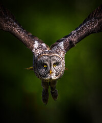 great grey owl in approaching flight