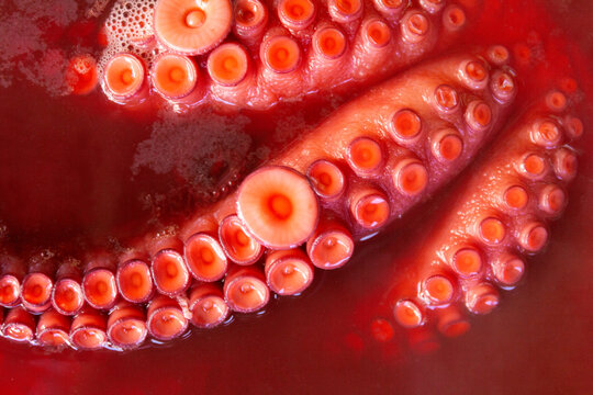 Octopus tentacle details in red broth