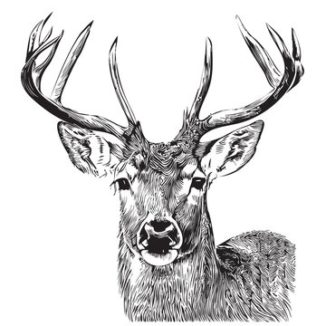 Deer face sketch hand drawn in doodle style illustration