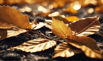 autumn leaves on the ground autumn leaves on the ground autumn leaves in the forest