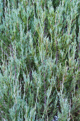 Juniper hedge texture close up. Juniperus Blue Arrow.