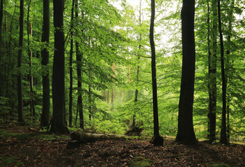Poranek w zielonym lesie, wiosna w lesie