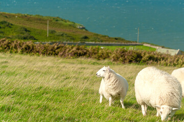 Sheeps on Llandudno demi-island over a blue sky and sea. England.