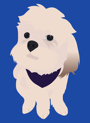 Cute shiatzu illustration dog 