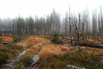 Krajobraz jesiennego lasu w górach we mgle