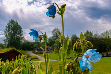 die Stadt Tromsø in Norwegen am Polarkreis mit herrlichen Bauten am Fjord und einem botanischen Garten