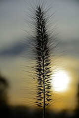 puszysty kłos trawy na tle zachodzącego słónca, fluffy grass ear in sunset backlight against dark background. Backlit image. Kłos rozplenica japońska (Pennisetum alopecuroides)  © kateej