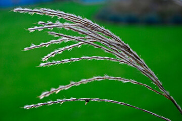 kwitnacy miskant chiński (Miscanthus sinensis), kłos trawy na tle zielonego trawnika, ear of...