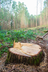 Pine tree harvest woody debris - timber harvesting in Sao Francisco de Paula, South of Brazil