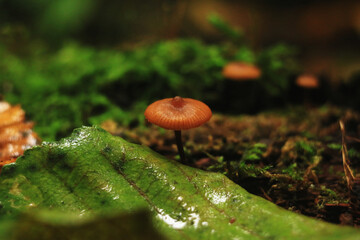 Grzyby w lesie deszczowym © Marcin