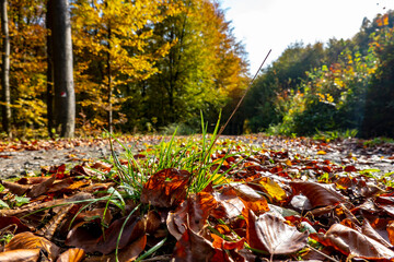 Beautiful autumn nature full of fallen leaves