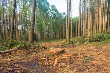 Pine tree harvest woody debris - timber harvesting in Sao Francisco de Paula, South of Brazil