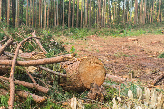 Pine tree harvest woody debris - timber harvesting in Sao Francisco de Paula, South of Brazil