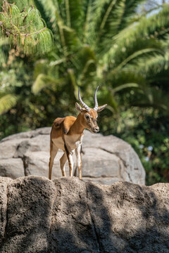 Lechwe in a beautiful zoo in the center of the Mexican capital, Mexico City.