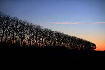 Sylwetki drzew na polu o zachodzie słońca