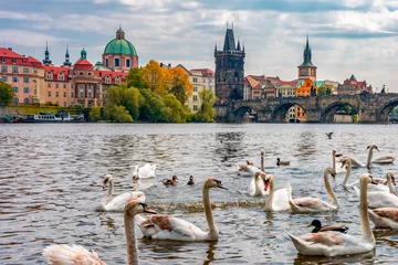 Poster Swans on Vltava river with Charles bridge at background, Prague, Czech Republic © Mistervlad