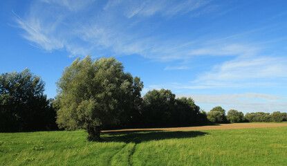 Letni krajobraz z zieloną łąką i drzewami na tle błękitnego nieba