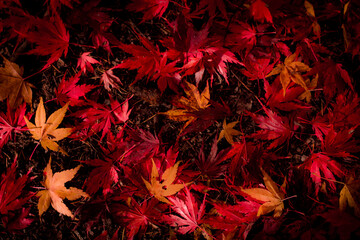 Red palm maple leaves background. Autumnal arboretum. Japanese style garden