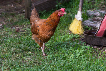 Hen in the meadow grazing on the grass with copy space. Free Range Hen. Chicken on the farm.