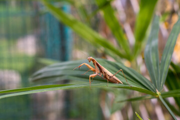Praying mantis on the leaves of a palm tree. Also called European mantis. The name of the genus derives from the Greek 