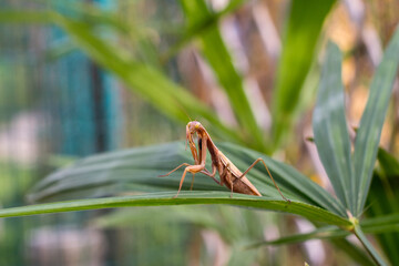 Praying mantis on the leaves of a palm tree. In defensive posture, threat display.