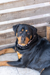 Cute rottweiler dog resting on the balcony.