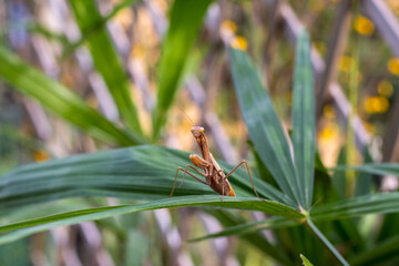 Praying mantis on the leaves of a palm tree. In defensive posture, threat display.
