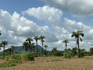 Palm tree Sierra Leone