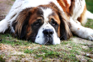 Pies św. Bernarda leżący na trawie w parku - obrazy, fototapety, plakaty