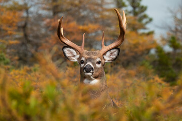 Naklejka na ściany i meble Whitetail deer big buck Anticosti autumn wildlife 