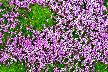 Stängellose Leimkraut (Silene acaulis)