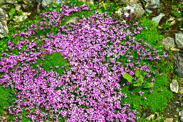 Stängellose Leimkraut (Silene acaulis)