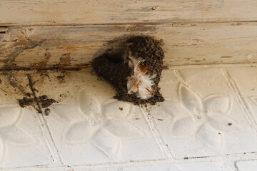 Abandoned swallow's nest. The swallows flew to warm countries for the winter.
