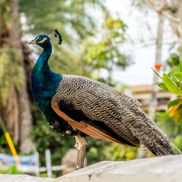 wild peacock roaming free in oahu hawaii