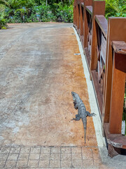 A Lizard enjoying the sun on a bridge on the resort property