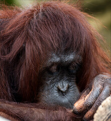 orangutan