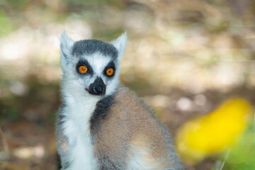 ring-tailed gray lemur in natural environment Madagascar.Close-up, cute primate