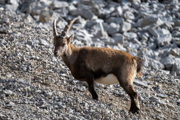 Steinböcke im Alpstein