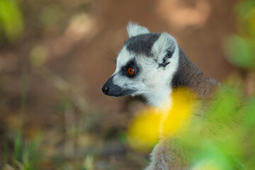 ring-tailed gray lemur in natural environment Madagascar.Close-up, cute primate
