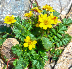 Kriech-Nelkenwurz (Geum reptans)