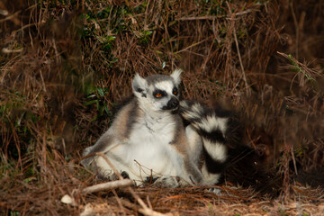 ring-tailed gray lemur in natural environment Madagascar.Close-up, cute primate