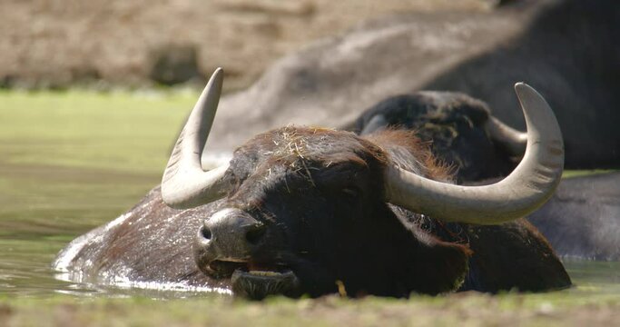 Water's Embrace: Wild Buffalo Resting in Serene Waters