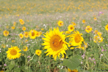 Die letzte Biene auf einer Sonnenblume