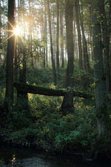 Zachód słońca w lesie z promieniami słońca przechodzącymi przez drzewa - obrazy, fototapety, plakaty