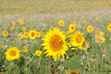 Die letzte Biene auf einer Sonnenblume