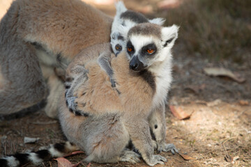 ring-tailed gray lemur in natural environment Madagascar.Close-up, cute primate
