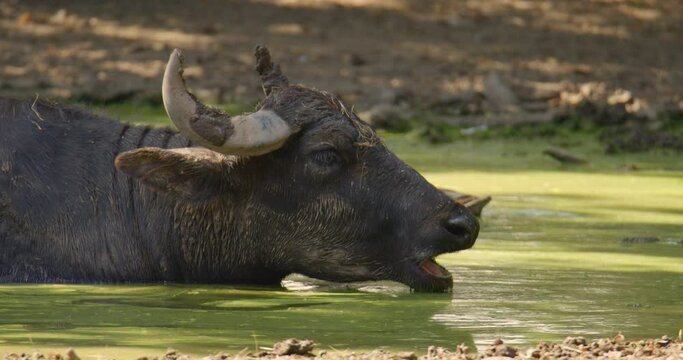 Water's Embrace: Wild Buffalo Resting in Serene Waters